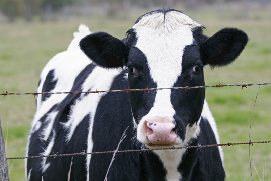 content farms are a cash cow